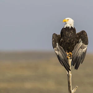 USA, Wyoming, Sublette County. Adult Bald Eagle perching on a snag at Soda Lake