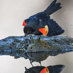 USA, Wyoming, Sublette County. Pinedale, a male Red-winged Blackbird is reflected