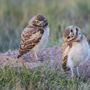 Owls Collection: Burrowing Owl