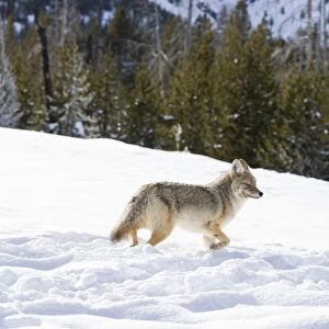 USA, Wyoming, Yellowstone National Park. A coyote (Canis latrans) moving through