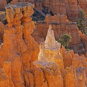 Utah, Bryce Canyon National Park. Queens Garden, Queen Victoria formation
