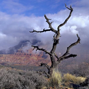 Utah. USA. Pinyon pine snag above Virgin River Valley. Clouds of clearing storm on Mt