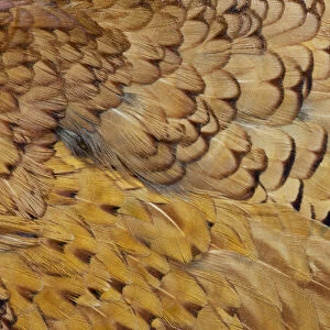Variations on feather colors of the Ring-necked Pheasant