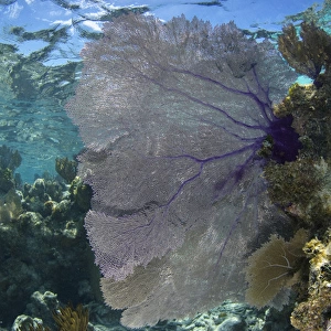 Venus Sea Fan (Gorgonia flabellum), Lighthouse Reef Atoll, Belize, Central America