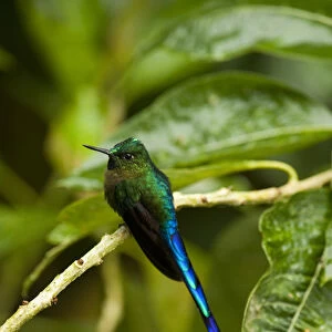 Violet-tailed Sylph (Aglaiocercus coelestis) Mindo Cloud Forest