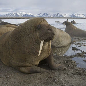 walruses on shore and in water (Odobenus rosmarus), June
