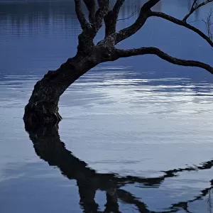 That Wanaka Tree reflected in Lake Wanaka, Otago, South Island, New Zealand