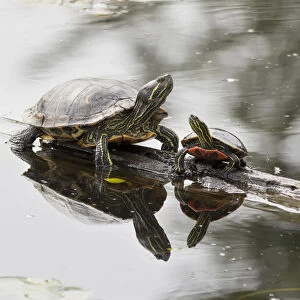 Washington State, Lake Washington. Painted turtles on log