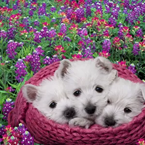 West highland white terrier puppies in basket