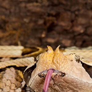 Western Gaboon Viper, Bitis gabonica rhinoceros, Native to Western and Southern Africa