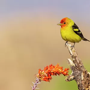 Cardinals And Grosbeaks Premium Framed Print Collection: Western Tanager