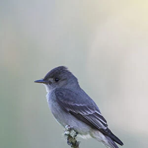 Tyrant Flycatchers Collection: Western Wood Pewee