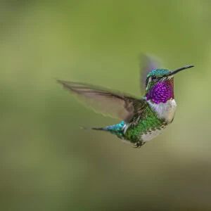 Green Bellied Hummingbird