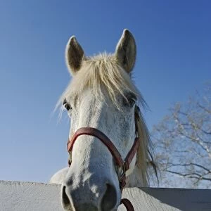 White horse looking over fence, Shaker Village of Pleasant Hill, near Harrodsburg