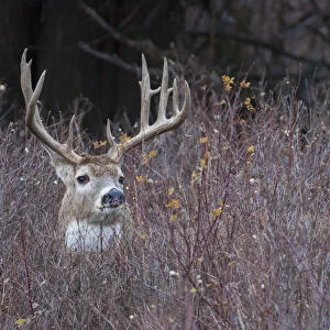 White-tailed deer buck in thick cover