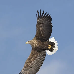 White-tailed eagle flying Tsurui-Mura Crane Reserve, Hokkaido, Japan