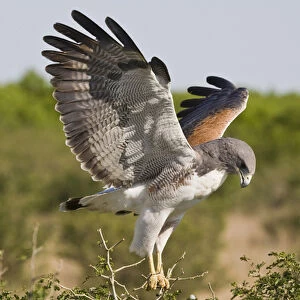 white-tailed Hawk, Buteo albicaudatus, adult landing at nest, Texas, USA, grasslands