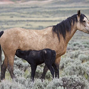 wild horse (Equus caballos) baby nursing with mother, Wyoming prairie, June
