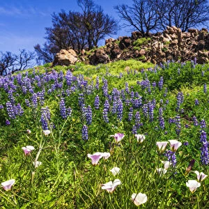 Wildflowers at Charmlee Wilderness Park in the Santa Monica Mountains, Malibu, California