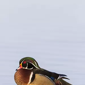 Wood duck male on log in wetland, Marion County, Illinois