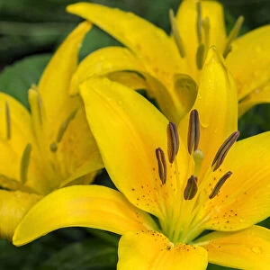 Yellow daylily, USA