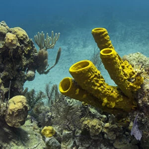 Yellow Tube Sponge (Aplysina fistularis), Lighthouse Reef Atoll, Belize Barrier Reef