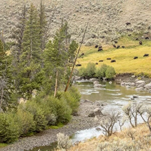 Yellowstone National Park, Wyoming, USA. Pebble Creek landscape in the Lamar Valley
