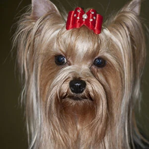 show Yorkie, yorkshire Terrier, Head shot, red, bow