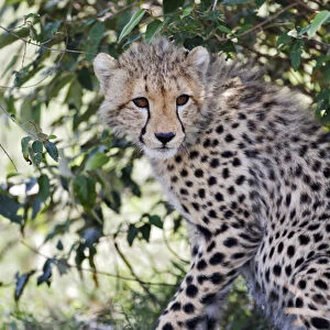 Young cheetah resting beneath bush, Masai Mara, Kenya, Africa