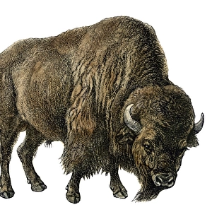 American buffalo