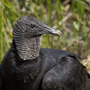 Black vulture in the Florida Everglades