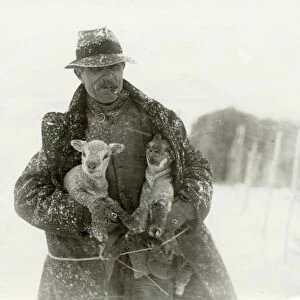 Lambs in Snow at Soanes Farm, Petworth, 1932