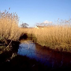 Reeds, at one time in great demand for thatching, grow in Fishbourne