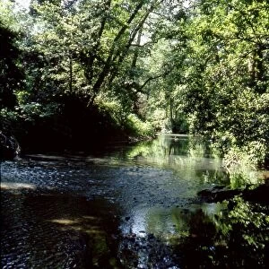 The River Rother close to Chithurst, near Midhurst