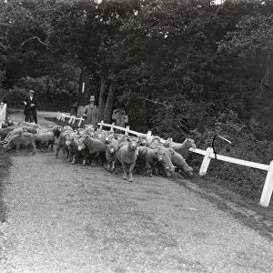 Sheep (Kenters) going to Ebernoe - September 1938