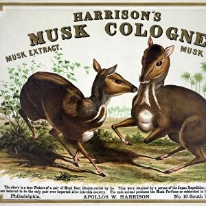 AD: COLOGNE, c1857. Advertisement for Harrisons musk cologne. Lithograph, c1857