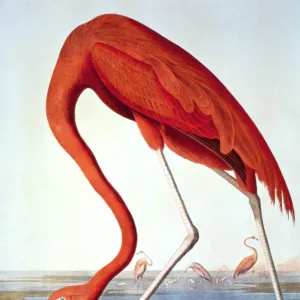 : Audubon