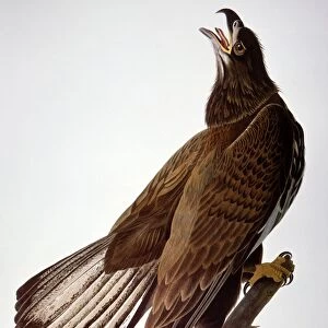 AUDUBON: BALD EAGLE. [Immature] bald eagle (Haliaeetus leucocephanlus), from John James Audubons Birds of America, 1827-1838