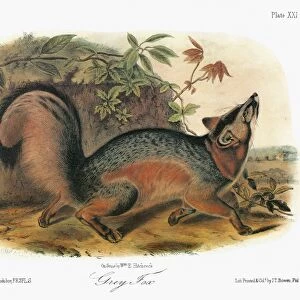 AUDUBON: FOX. Gray fox (Urocyon cinereoargenteus)