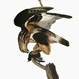 AUDUBON: HAWK. Rough-legged Hawk (Buteo lagopus)