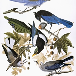 AUDUBON: JAY AND MAGPIE. Scrub jay (Aphelocoma coerulescens), Stellers jay (Cyanocitta stelleri), yellow-billed magpie (Pica nuttalli), and Clarks nutcracker (Nucifraga columbiana), from John James Audubons Birds of America, 1827-1838