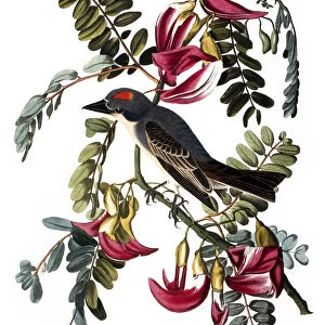 AUDUBON: KINGBIRD, (1827-38). Gray Kingbird, or Gray Tyrant (Tyrannus dominicensis), by John James Audubon for his Birds of America, 1827-38