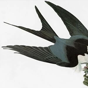 AUDUBON: KITE. Swallow-tailed Kite (Elanoides forficatus)