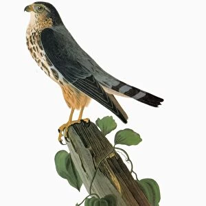 AUDUBON: MERLIN. Merlin, or Pigeon Hawk (Falco columbarius)
