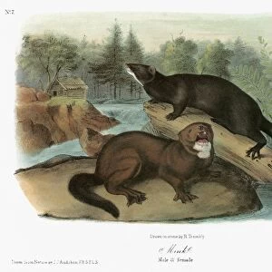 AUDUBON: MINK. American mink (Neovison vison)