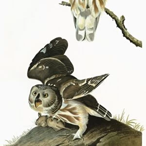 AUDUBON: OWL. Northern Saw-whet Owl (Aegolius acadicus)