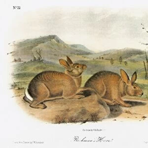 AUDUBON: RABBIT. Western brush rabbit, formerly known as Bachmans hare (Sylvilagus bachmani)