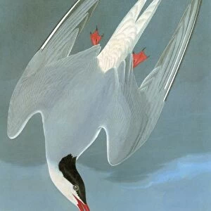 AUDUBON: TERN. Arctic Tern (Sterna paradisaea)