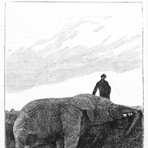BARNUMs DEAD ELEPHANT. P. T. Barnums dead elephant, Jumbo, after encountering a locomotive at St. Thomas, Ontario, Canada, 15 September 1885: wood engraving from a contemporary American newspaper