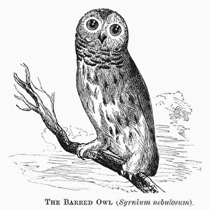 BARRED OWL, 1877. Syrnium nebulosum. Line engraving, 1877